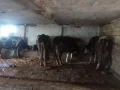 Продавам крави и теле, снимка 10