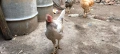 Продавам млади петли , снимка 7