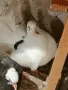 декоративни гълъби само днес 3 евро броя,взети всички 3 евро , снимка 10