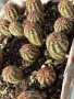Кактуси Echinocereus Viridiflorus, снимка 1 - Градински цветя и растения - 44320269
