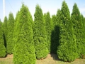 туя Фастигиата Thuja ‘Fastigiata’, снимка 5