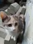 подарявам женско коте на 3 месеца, снимка 8