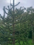 Араукария, Чилийски бор -Araucaria araucana Студоустойчив, снимка 8