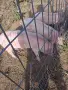 Продавам малки прасенца , снимка 3