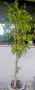 Многогодишен зелен храст Euonymus japonicus, снимка 6