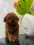 Teacup Пудел момче , снимка 3
