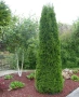 туя Фастигиата Thuja ‘Fastigiata’, снимка 3