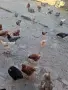 Кокошки, ярки, петли, снимка 7
