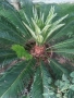 Палма финикова, от Португалия, порасна 13 години в Бьлгариа, много добре се расте.Висока 1.30., снимка 2