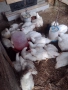 бройлери за клане, снимка 1