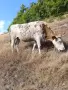 Млада Крава за клане, снимка 1