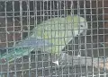 Монашески папагали Зрели , снимка 3