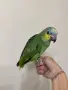 Бебе Венецуелска Амазона, снимка 6