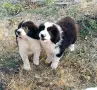 Малки Каракачански кученца, снимка 3