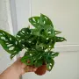 монстера големи растения , снимка 4