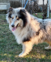 Шотландска овчарка/Коли, снимка 1