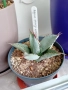 Agave parryi vs. truncata, снимка 2