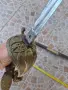 Сабя, шпага, палаш. Британска морска сабя, снимка 12