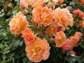 Роза 55, снимка 1 - Градински цветя и растения - 41845967