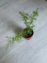 Asparagus Sprengeri/ Аспарагус шпренгери, снимка 2