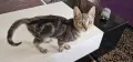 Продавам мраморно сребърно коте, снимка 3