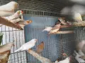 различни видове птици , снимка 7