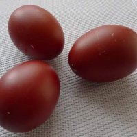 Разплодни яйца от Черен мед Маран, снимка 4 - други­ - 32314297