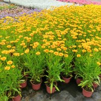 Кореопсис, Coreopsis Grandiflora 'Early Sunrise', снимка 3 - Градински цветя и растения - 39506437