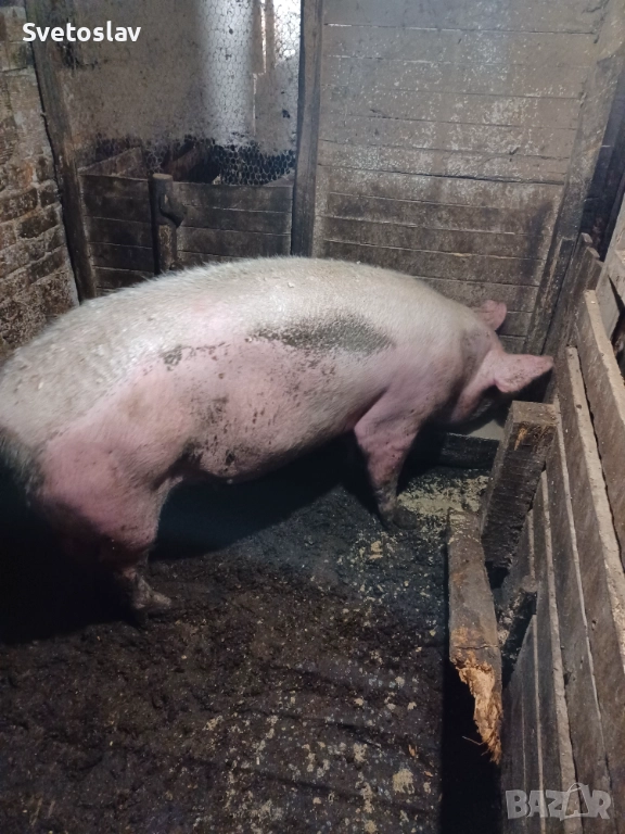 Домашно прасе , снимка 1