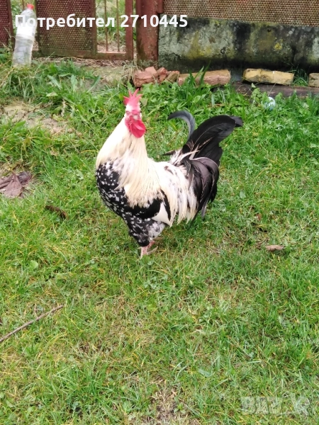 Петел на 1година и 5 месеца, снимка 1