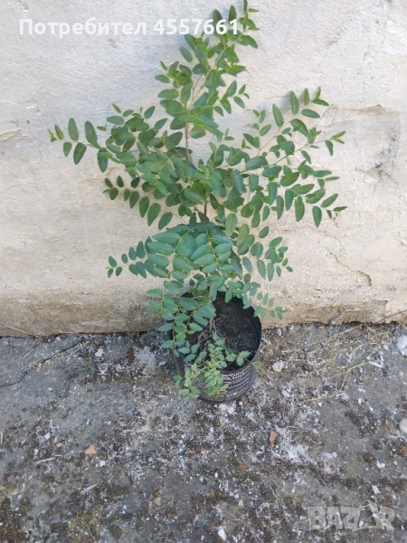 Хинап /Китайска фурма в саксия., снимка 1