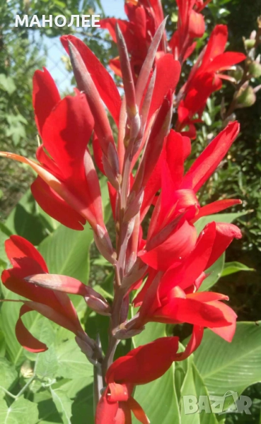 Канна, снимка 1