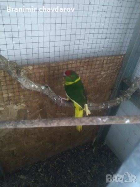 Продавам папагали , снимка 1