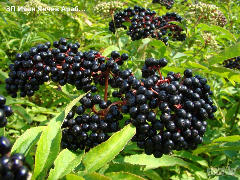 Разсад черен бъз СОРТ КОРСОР, снимка 1