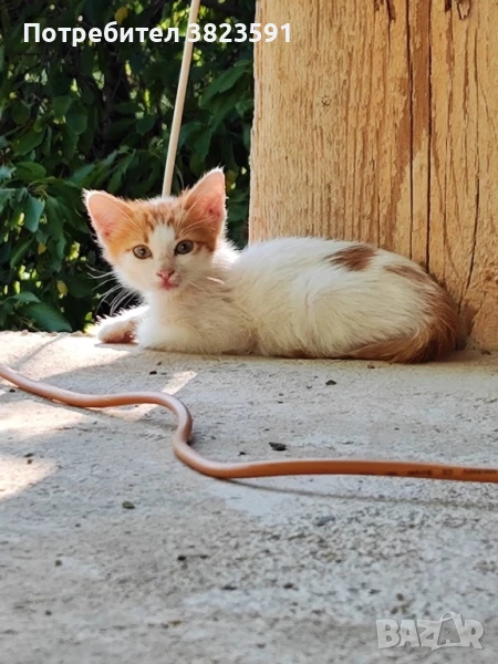 Подарявам котенца, снимка 1