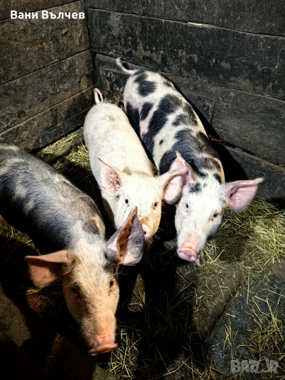 Продавам прасенца, снимка 1