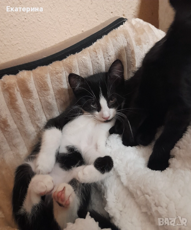 Турски ангорски котенца на 3 месеца, снимка 1