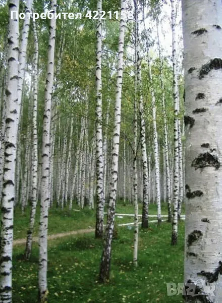 Бяла бреза , снимка 1