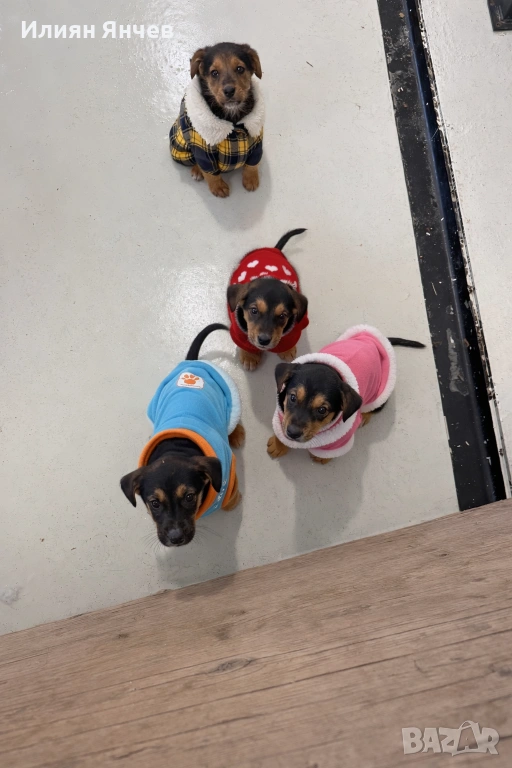 Подарявам гончета , снимка 1