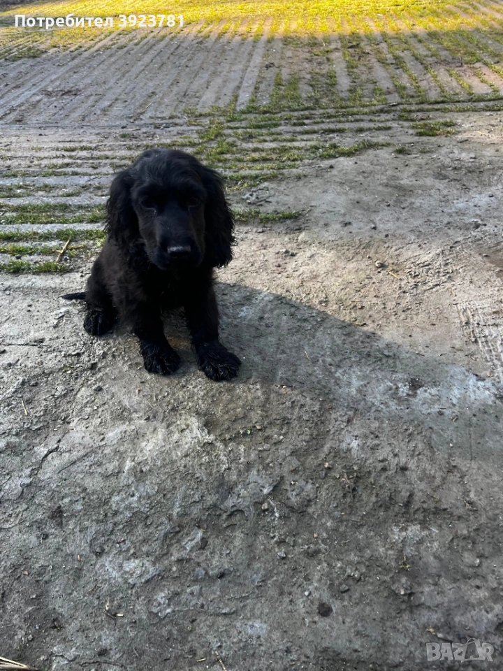 Кокер шпаньол, снимка 1