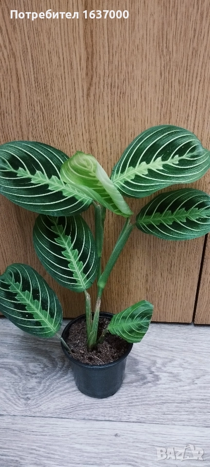 Маранта Lemon lime , снимка 1