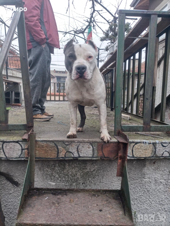 Питбул син нос , снимка 1