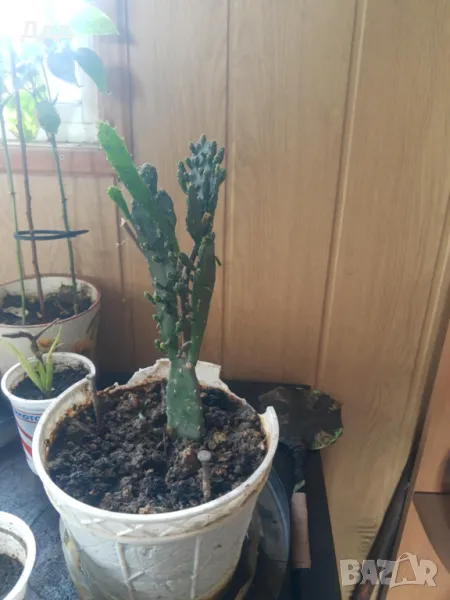 Кактуси, снимка 1