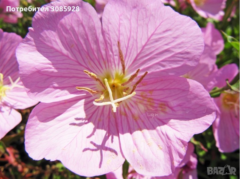 От м. май до ранно лято Oenothera speciosa/ Енотера/ Йонотера -розова, снимка 1