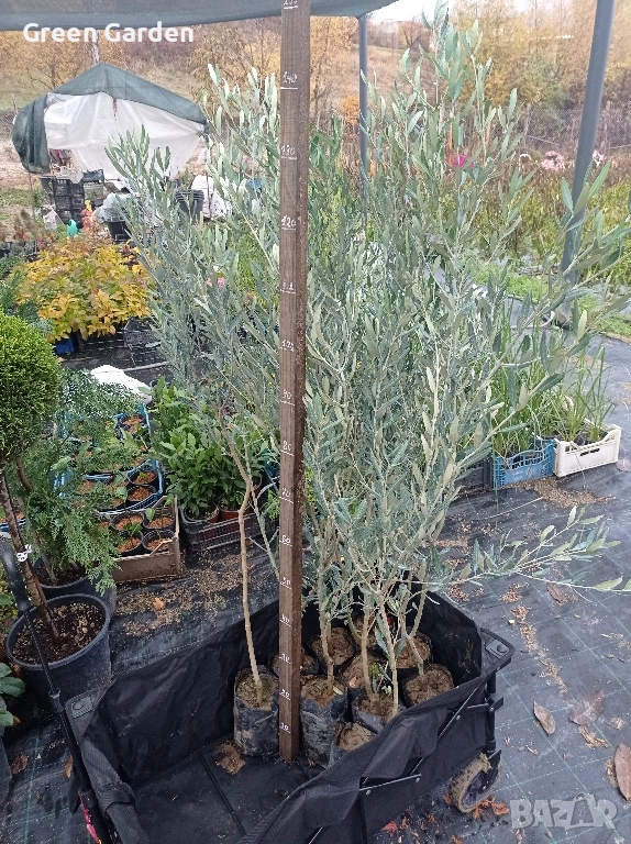 Маслини сорт ПИКУАЛ СТУДОУСТОИЧИВ, снимка 1