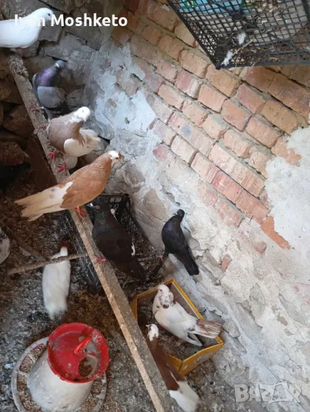 Продавам гълъби!, снимка 1