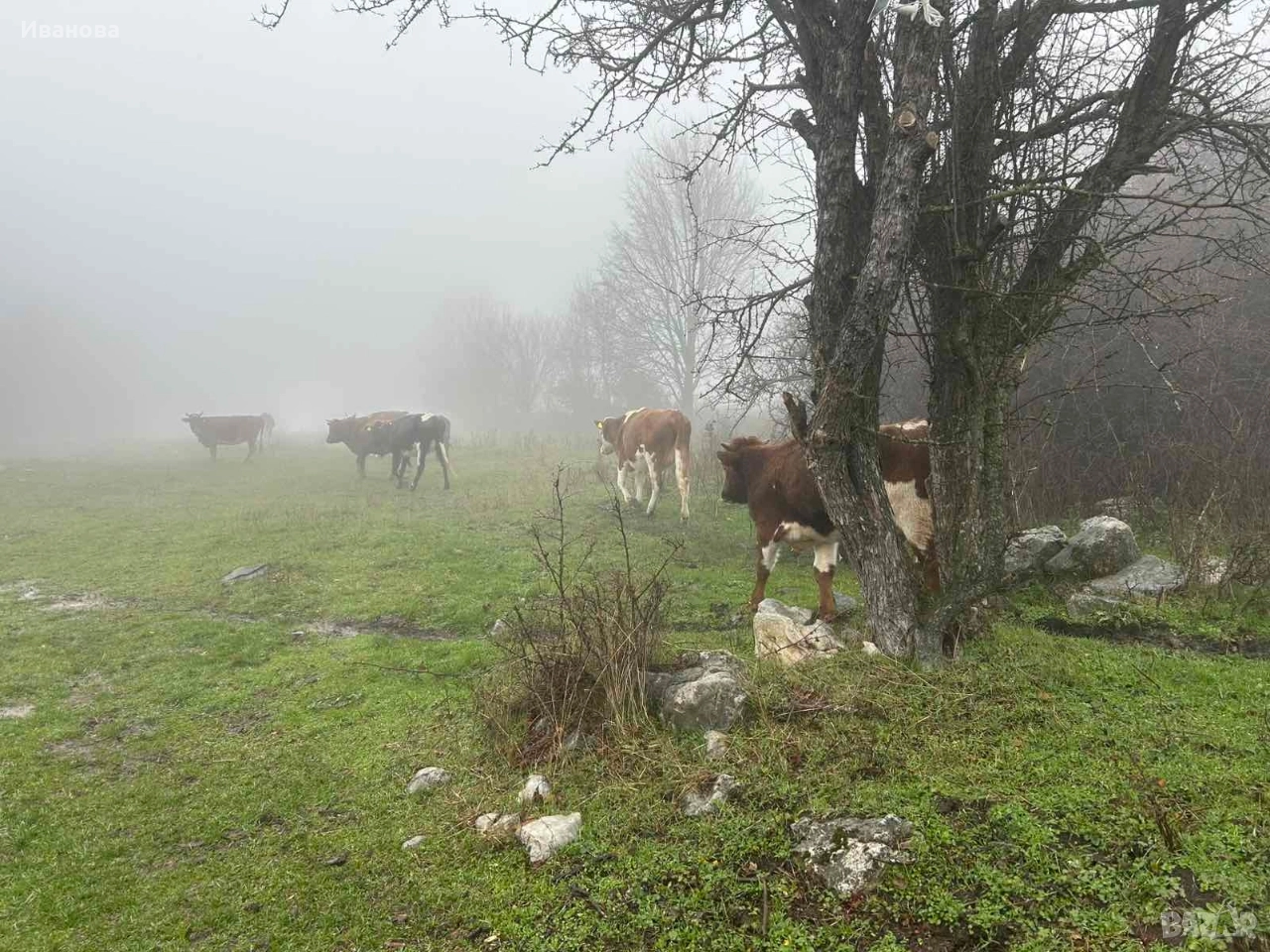 Купувам имот село Летница Драгоман , снимка 1