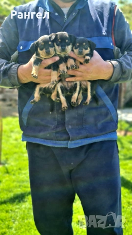 Пинчери , снимка 8 - Пинчер - 53706784