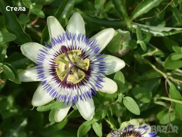 Сциндапсус, Индрише, Пасифлора, Бенджамин и други стайни цветя , снимка 18 - Стайни растения - 48091125