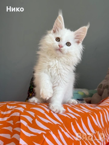 Мейн кун котенца / Мейн куун котенца / Maine coon kittens, снимка 5 - Мейн кун - 50068719